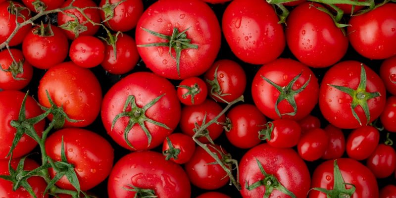 feature image of "Shade Cloth for Tomato Plants - What You Need to Know?"