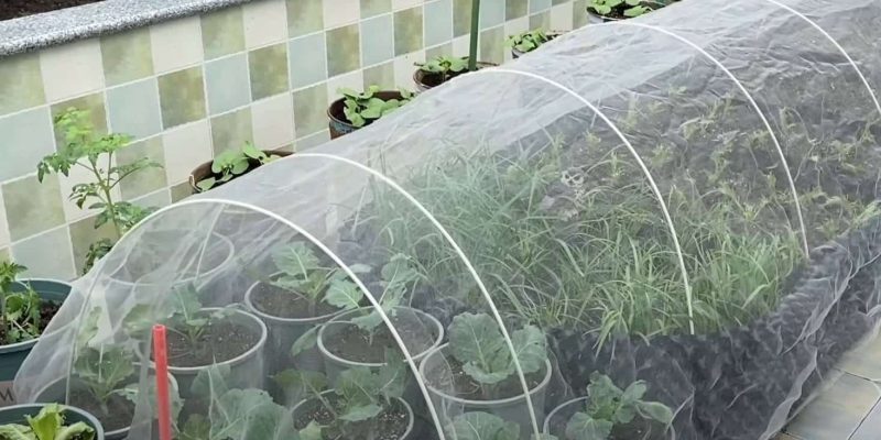 Anti insect netting for garden plants