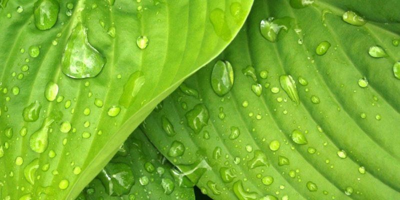 how to protect plants from rain