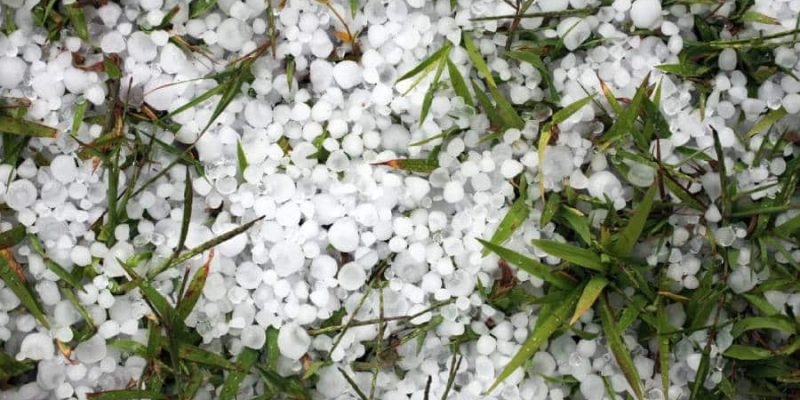 how to protect plants from hail damage