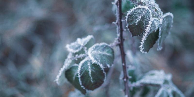 Protect outdoor plants in winter