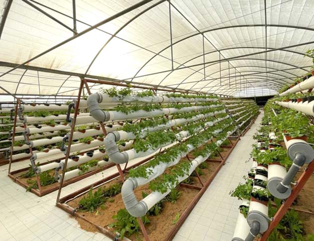 Gracia Greenhouse Farming Project