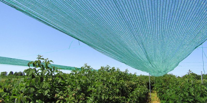 Green Shade Nets Suppliers