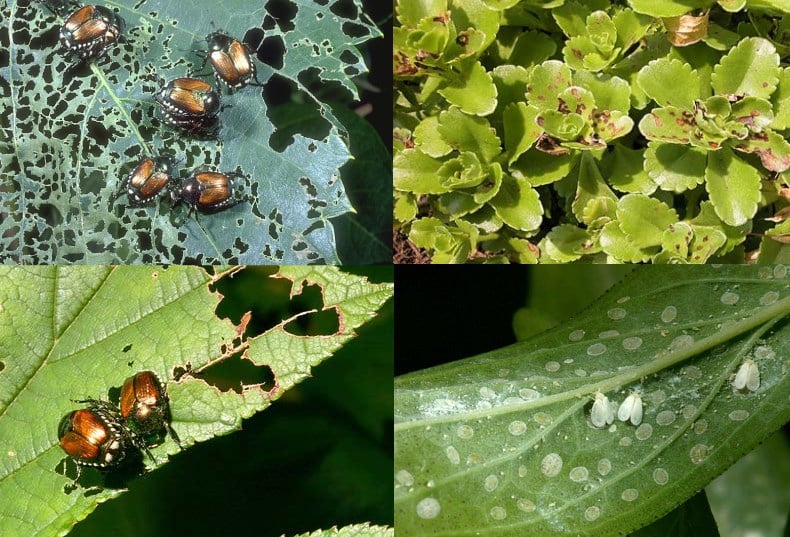 Damage caused by pests