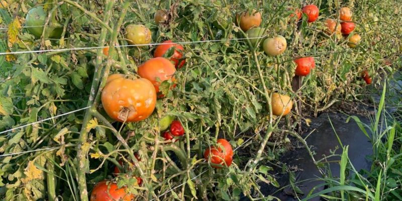 Tomatoes Damaged by Hail Storm - Sogn Valley Farm