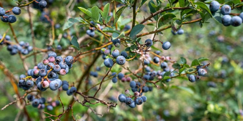 protect blueberries from bird