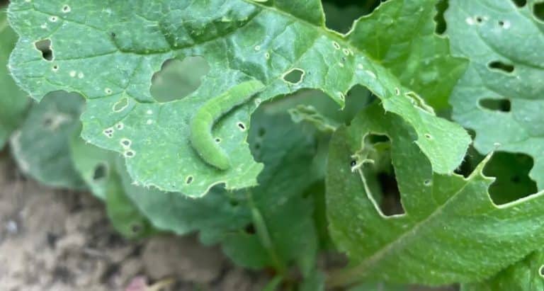 10-effective-ways-to-stop-bugs-from-eating-your-plants-insonshade