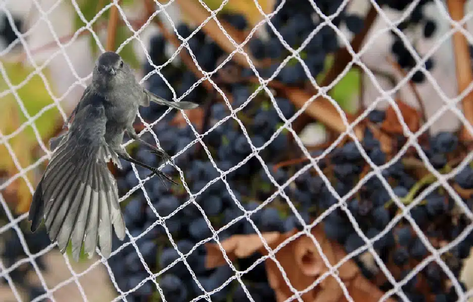 Agricultural bird netting