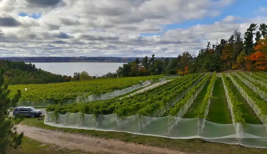 How to Choose Bird Nets for Your Vineyards
