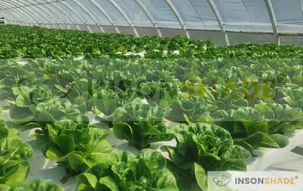 Ground cover for lettuce