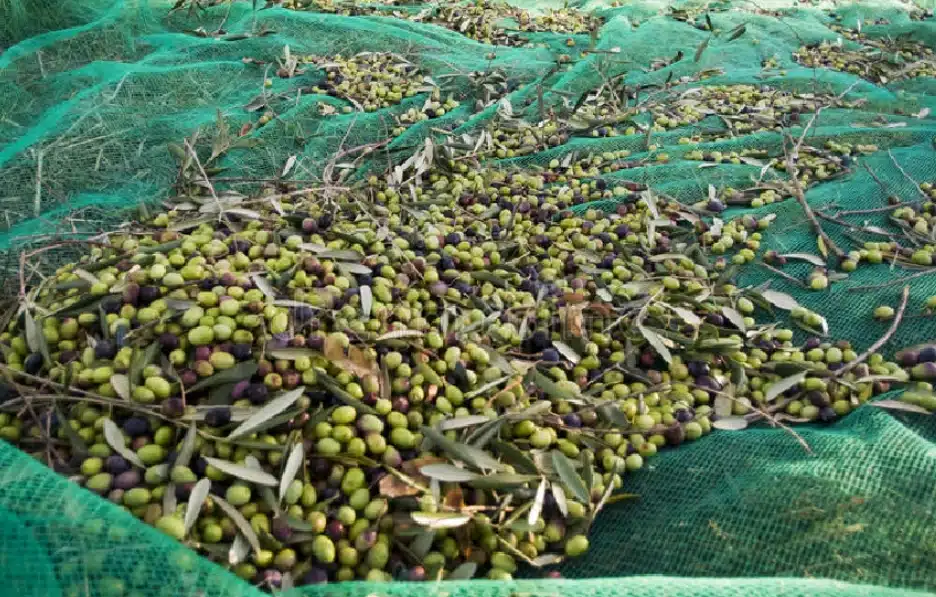 Harvesting Net