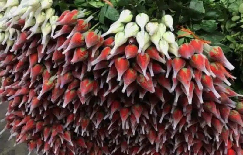 Flower Bud Nets