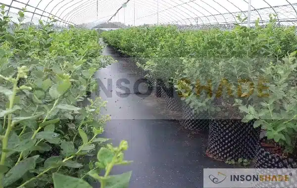 Weed control fabric used in poly greenhouse - China