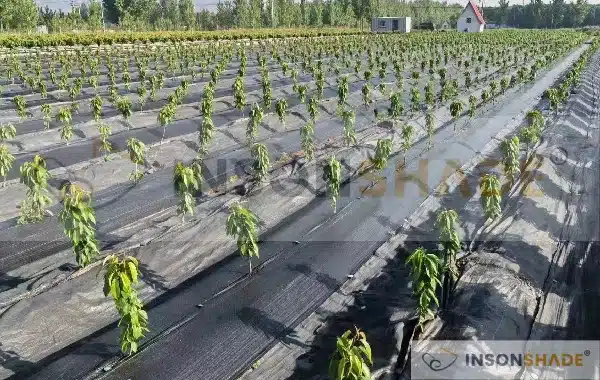 Weed control for young trees - China