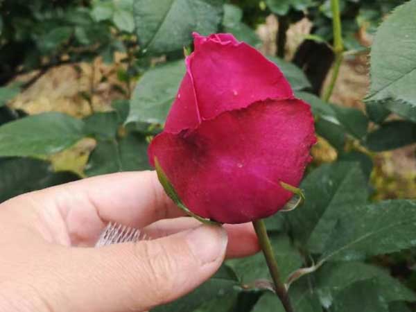 A Rose Shaped by Bud Net