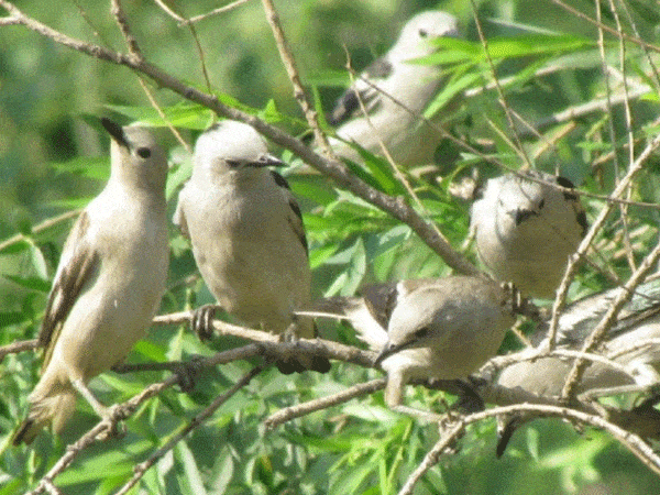 A lot of brids