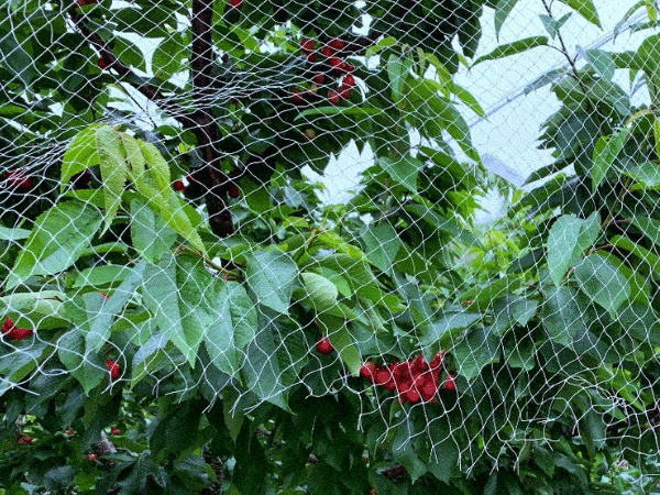 Anti-bird nets to protect cherries