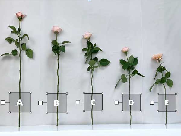 Comparison of rose grades