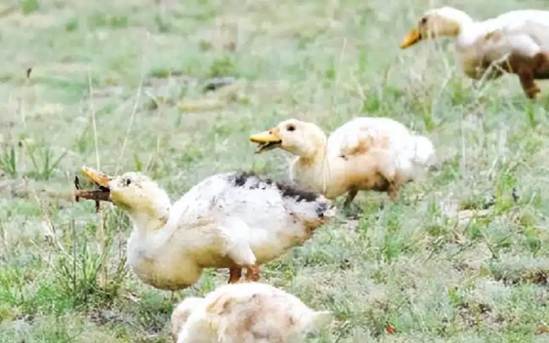 Ducks capturing locusts