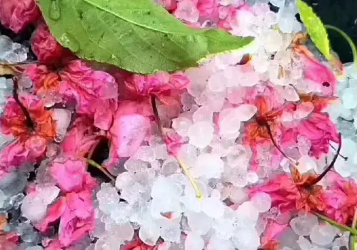 Hail damaged flowers