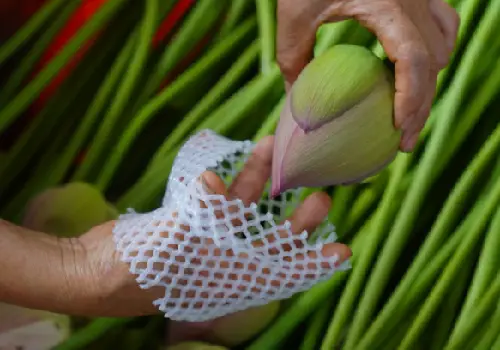 Protect lotus with bud net