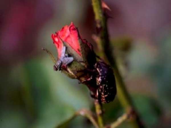 Roses not protected by a bud net get eaten by beetles