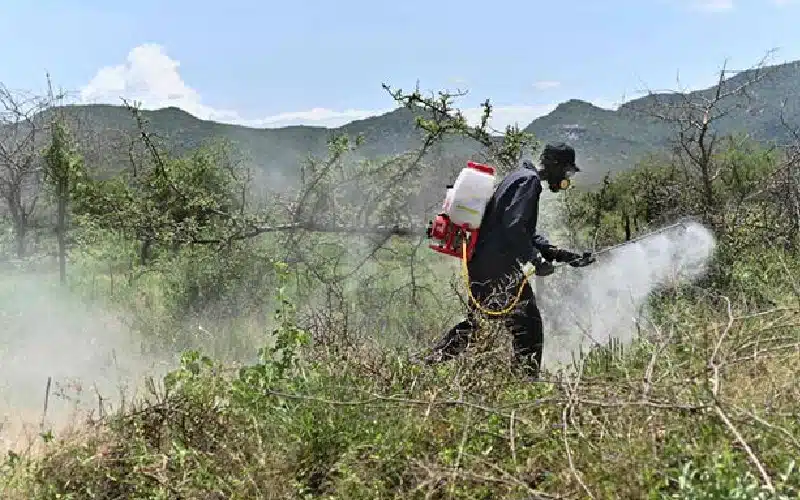 Spraying insecticide