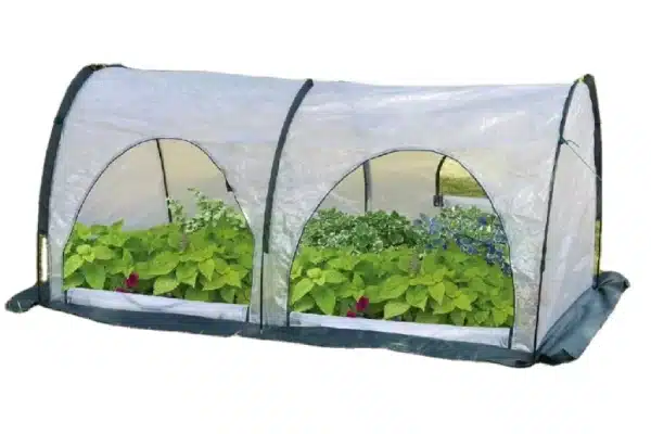 Protect strawberries using portable greenhouse