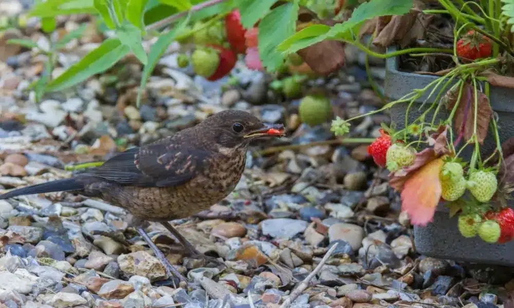 how to protect strawberries from birds