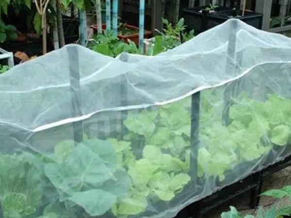 Insect Netting Used in Garden