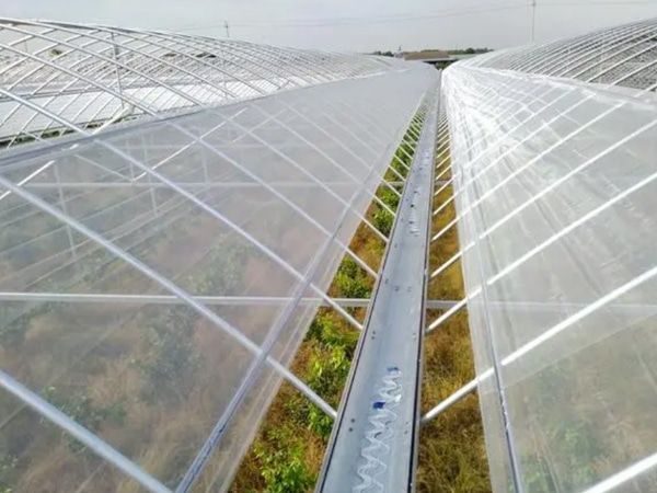 Orchard Uses Insect Nets