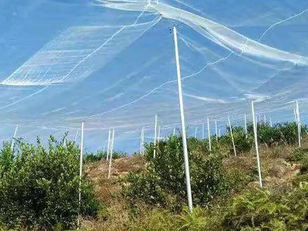 Overhead Insect Net Structure