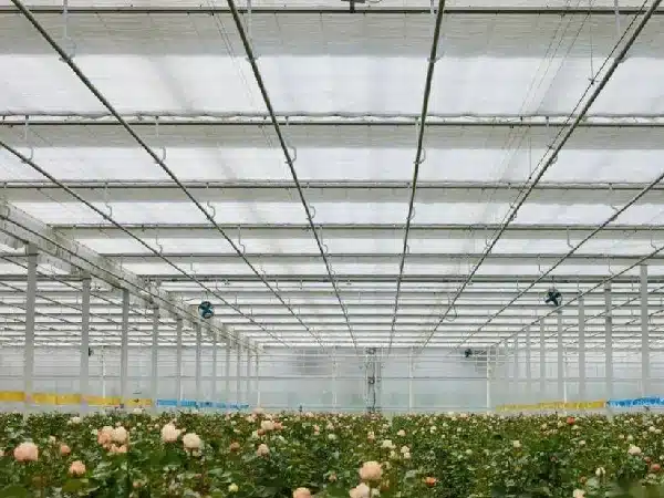 Rose greenhouse equppied with thermal curtains