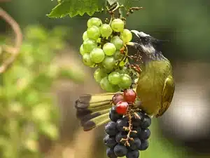 A bird pecking at grapes