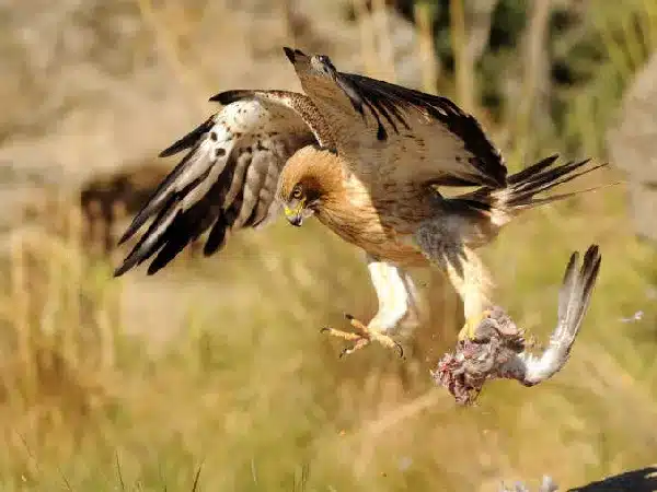 A hawk capturing a bird