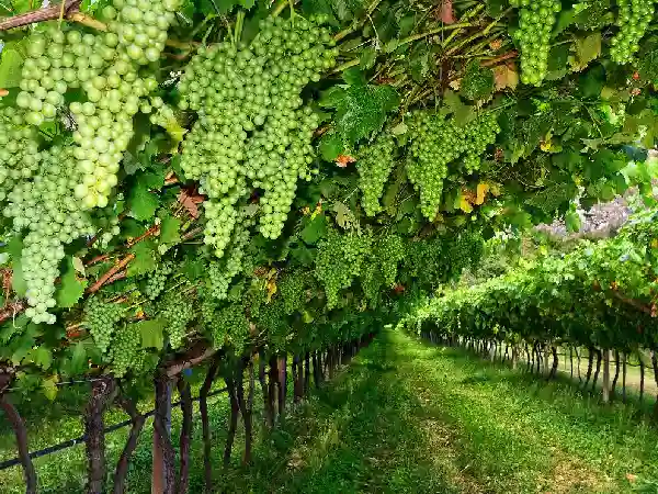 A large vineyard