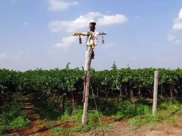 A scarecrow guarding the vineyard