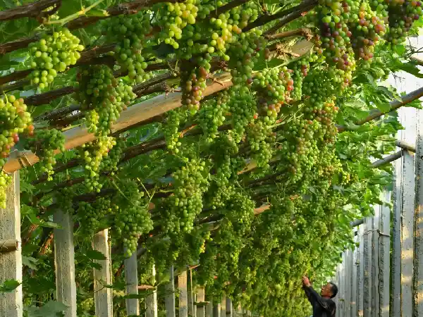 A vineyard in full harvest