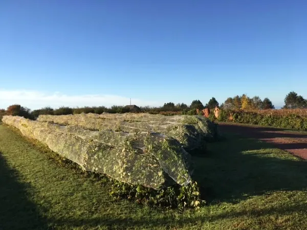 Bird netting used at a P.E.I. winery.