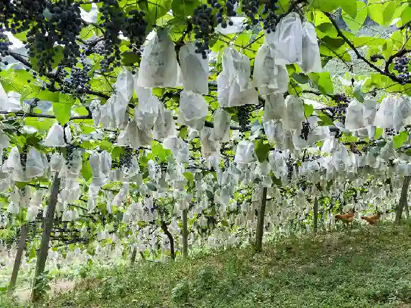 Grapes protected by bags