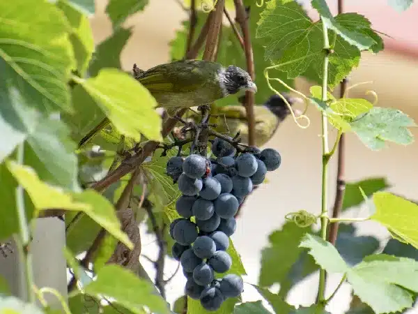 Grapes ripening as birds arrive