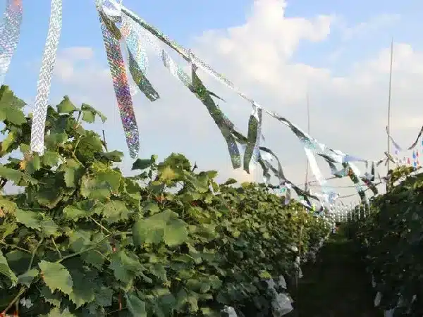 Reflective ribbons used to deter birds in a vineyard