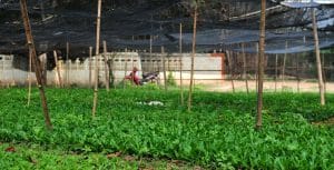 Agricultural Shade Net in Kenya