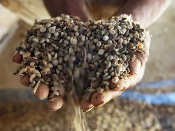 Coffee beans damaged by lack of water.