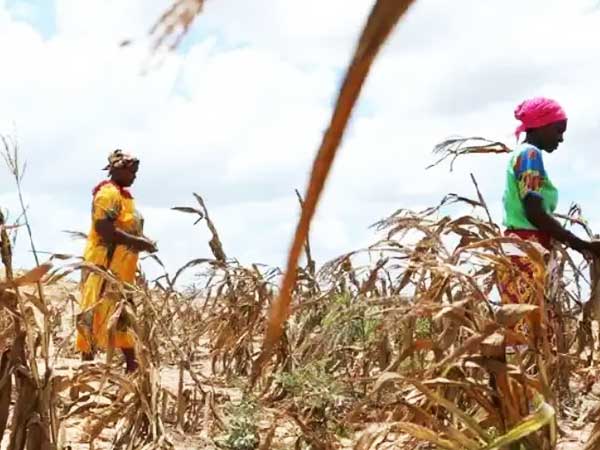 Drought-stricken maize field.