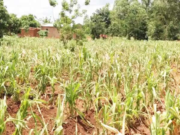 Sunburned maize in sub-Saharan countries leads to major yield loss