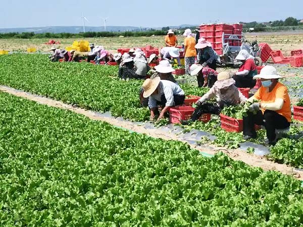 A successful lettuce harvest