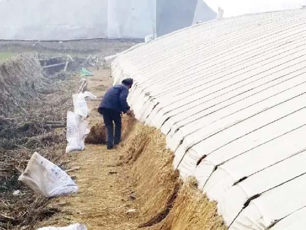 Corn stalks or straw tightly packed around the outside of a greenhouse