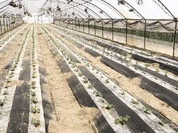 Greenhouse covered with mulch