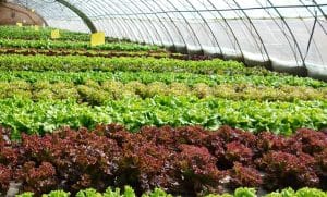 Grow Lettuce in Hot Climate